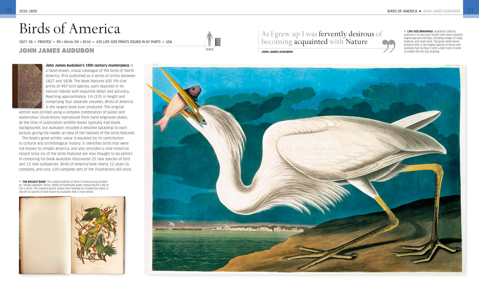 Birds of America by John James Audubon sample spread