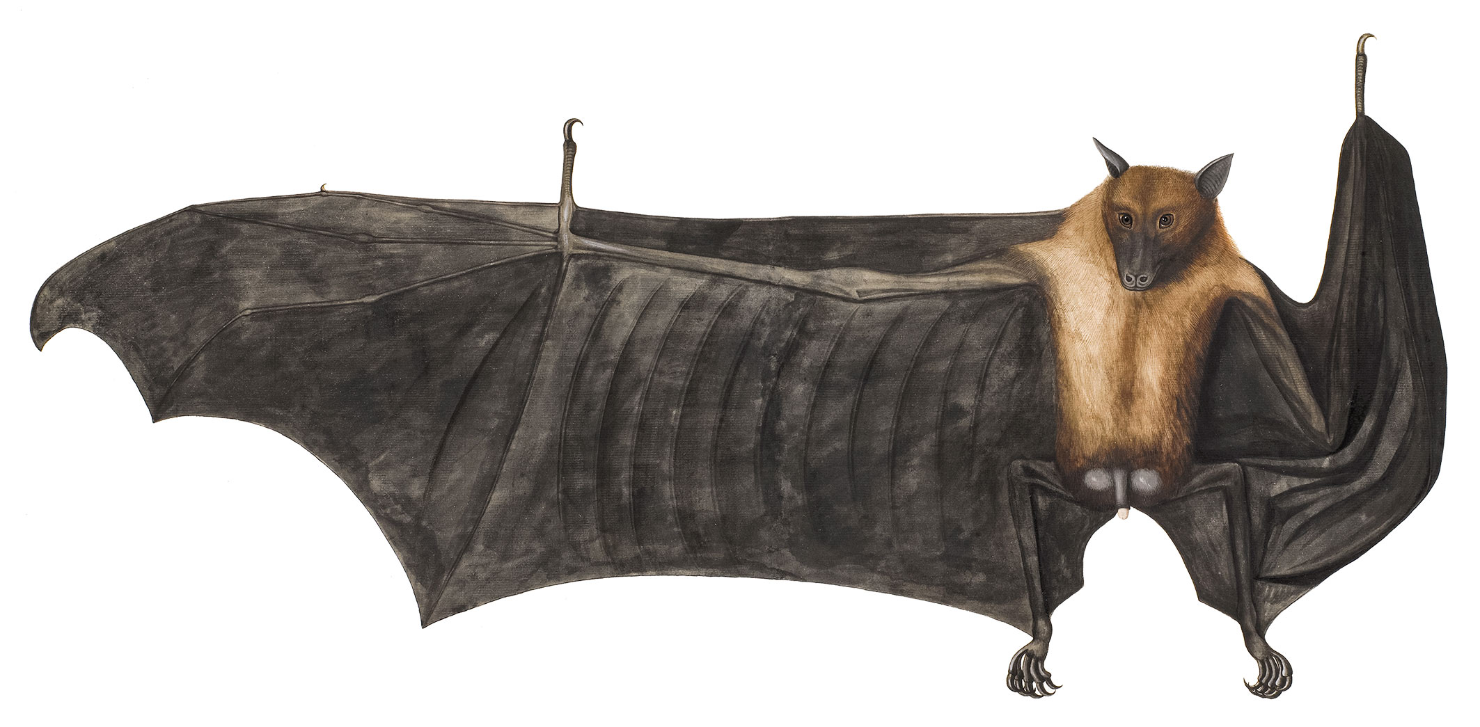 Great Indian Fruit Bat by Bhawani Das, Indian
ca. 1777-82